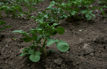 Potato plants leaves on the garden