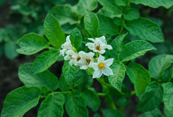 Potato plants white flowering green leaves
