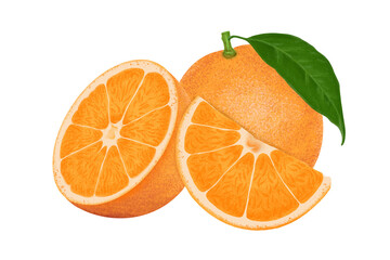 Orange illustration, color painting.
