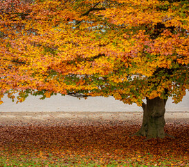 Valentino Park in the city of Turin, Piedmont, northern Italy - autumnal landscape