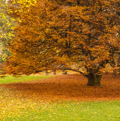 Valentino Park in the city of Turin, Piedmont, northern Italy - autumnal landscape