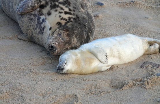 Grey seal mother and pup sleeping on sand
