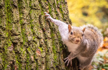 Grey Squirrel on the tree in Valentino Park, Turin in northern Italy, Europe