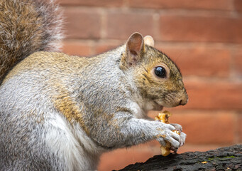 Grey Squirrel on the tree in Valentino Park, Turin in northern Italy, Europe