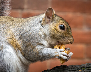 Grey Squirrel on the tree in Valentino Park, Turin in northern Italy, Europe