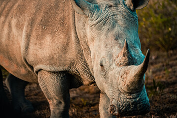 White Rhinoceros In South Africa