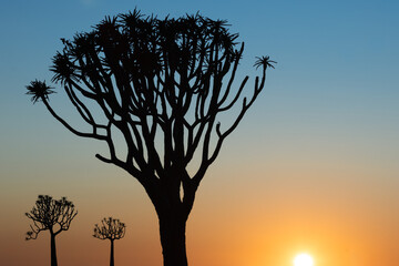 Fototapeta na wymiar quiver tree silhouette during colorful sunrise
