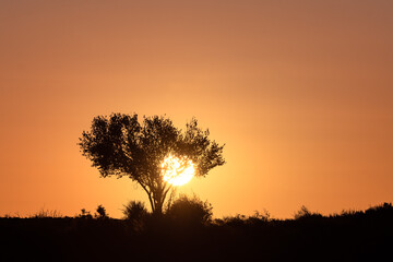 Fototapeta na wymiar tree silhouette during stunning cloudless colorful sunset