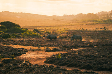 Two large rhinos eating grass in South Africa with sunset