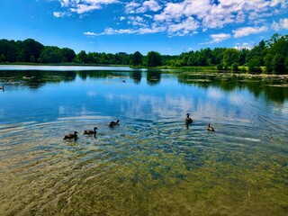 Ducks on big lake with forest