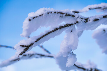 Close-up of a branch covered with snow and ice against the blue sky
