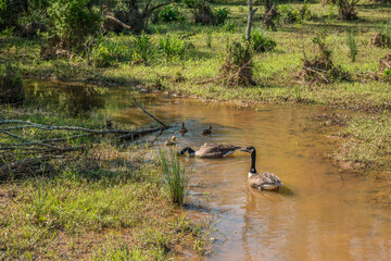 Canadian geese and their babies