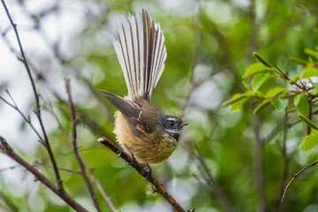New Zealand fantail (Rhipidura fuliginosa)