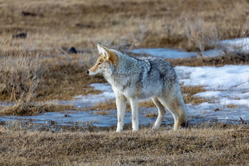 Coyote in Yellowstone National Park's Lamar Valley looking for prey as the sun sets