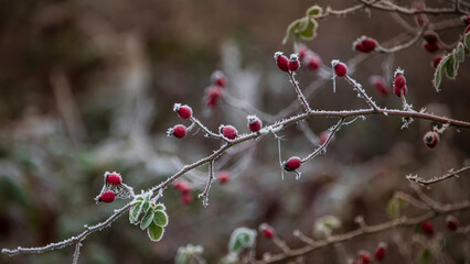 Beautiful close up Winter landscape image of frozen foliage covered in hoarfrost a dawn in English countryside