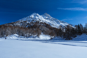 Fototapeta premium The mountains and the nature of val forno and val Bregaglia with fresh snow on the trees, lots of cold and a beautiful sun, near the village of Maloja, Switzerland - December 2022.
