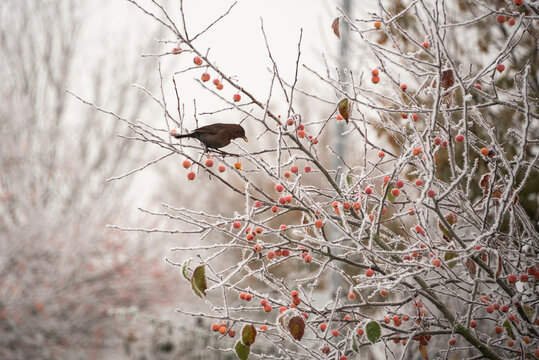 Beautiful Wintry landscape image of blackbird eating berries in tree covered in hoarfrost at dawn