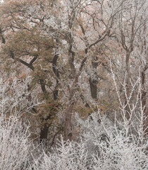 Beautiful Winter landscape image of forest in English countryside covered in hoarfrost at dawn