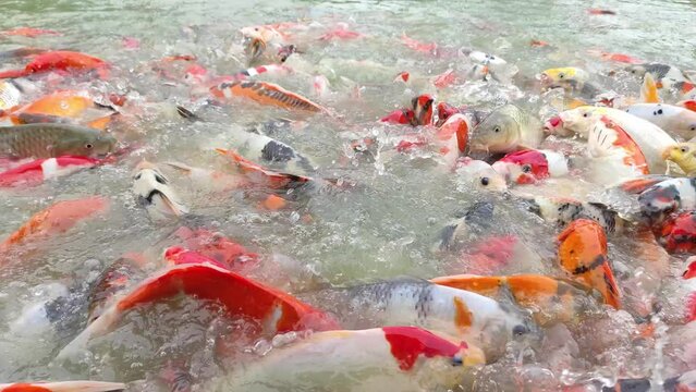 Koi fish or goldfish swimming in a traditional aquaculture pond. The surface rippled as goldfish swam in the dirty pool