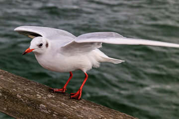 Möwe kurz vorm Abflug