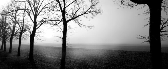 Tuscan countryside shrouded in fog, cypresses and meadow. Banner format, black and white photo.