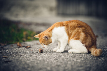 Katze 