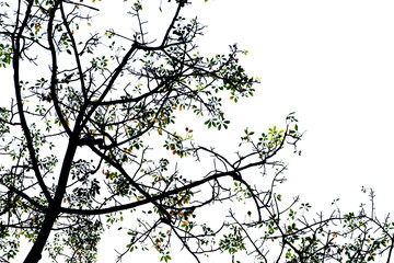 Silhouette of tree branch with clipping path