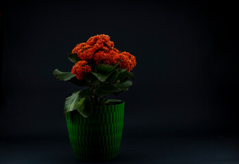 bouquet of flowers in a vase