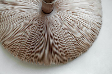 Macro photography of lamellae of a mushroom