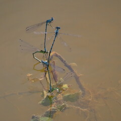 dragonfly on a branch