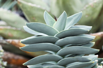 Airplane plant or propeller plant (Crassula falcata) from South Africa © Pavaphon