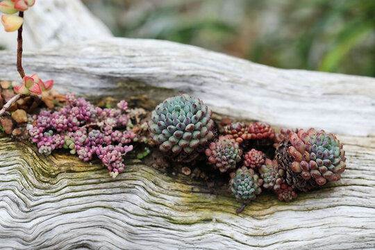Beautiful Echeveria and other succulents growing on wooden tray