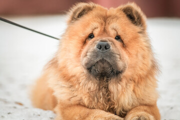 Portrait of a beautiful pony dog Chow Chow Sunshi Quan in a winter park.
