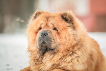 Portrait of a beautiful pony dog Chow Chow Sunshi Quan in a winter park.