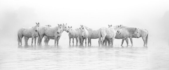 Horses in the Mist - obrazy, fototapety, plakaty