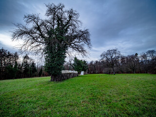 Brennholzlager auf einer Streuobstwiese