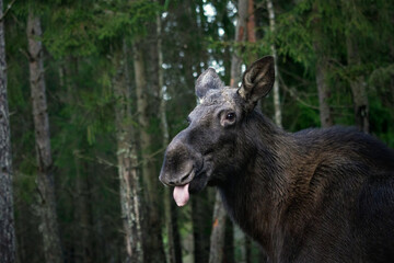 Funny moose sticking out tongue in forest. Selective focus.