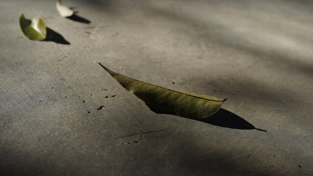 Minimal Urban Plants