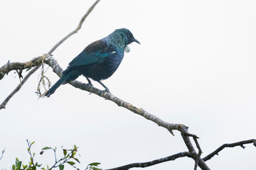  Tui (Prosthemadera novaeseelandiae)