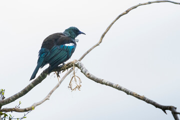  Tui (Prosthemadera novaeseelandiae)