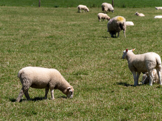 Fototapeta premium A few sheep on a green meadow on a sunny spring day. Livestock farm. Sheep on free grazing. Eco-friendly animal husbandry in Ireland, organic farm. Herd of sheep on green grass field