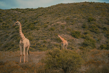 Amazing giraffe family walking across the African savannah