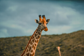 Giraffe in the Wild. South Africa Safari