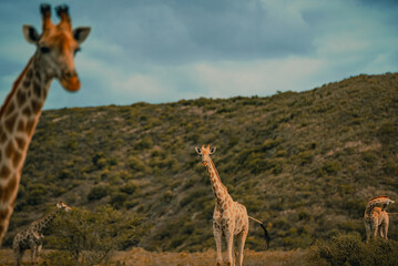 Giraffe family in the Wild. South Africa Safari