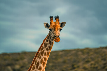 Giraffe in the Wild. South Africa Safari
