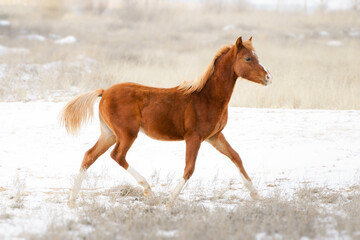 A small chestnut welsh pony foal frolics in freedom in a snowy landscape