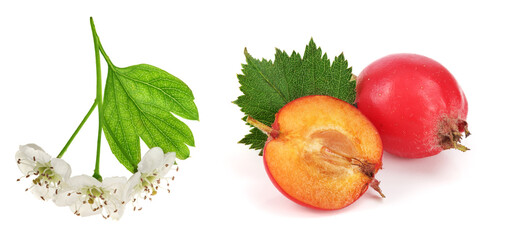 Hawthorn or Crataegus monogyna branch with flowers isolated on a white background