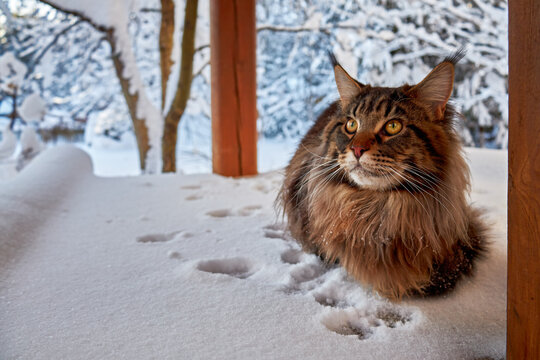 Beautiful portrait of big maine coon cat in winter sunny snowy park on frost winter background. Copy space.