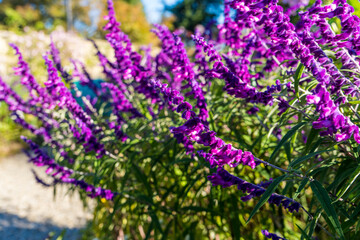 秋の花畑に咲く美しいアメジストセージ