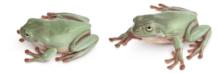 The Australian green tree frog isolated on white background with full depth of field